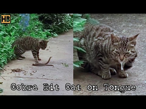 Cat First Got the Snake and Then the Snake Bit the Cat. Watch What Venom Did to the Cat #SnakeBite