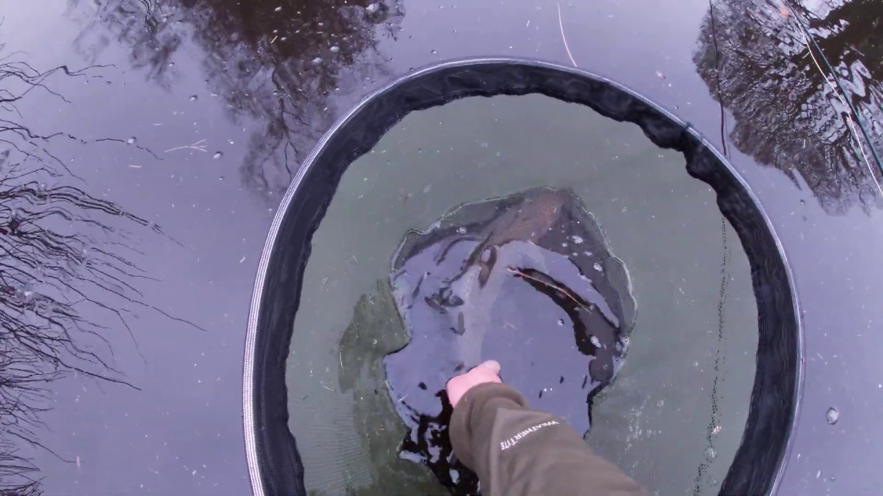 Bank House Fly Fishery revisited TROUT FISHING YouTube