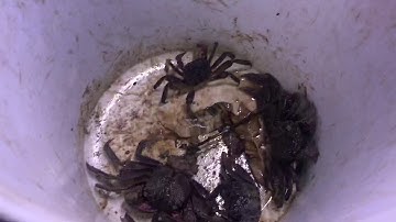 Một lần Nhớ Đời, đi bắt ba Khía trong đêm ở Đất Mũi Cà Mau