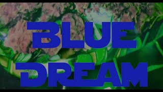 Blue Dream - Bulldogg