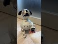 ペットを飼えない私の、ちょっと可愛い同居生活🐶 #shorts