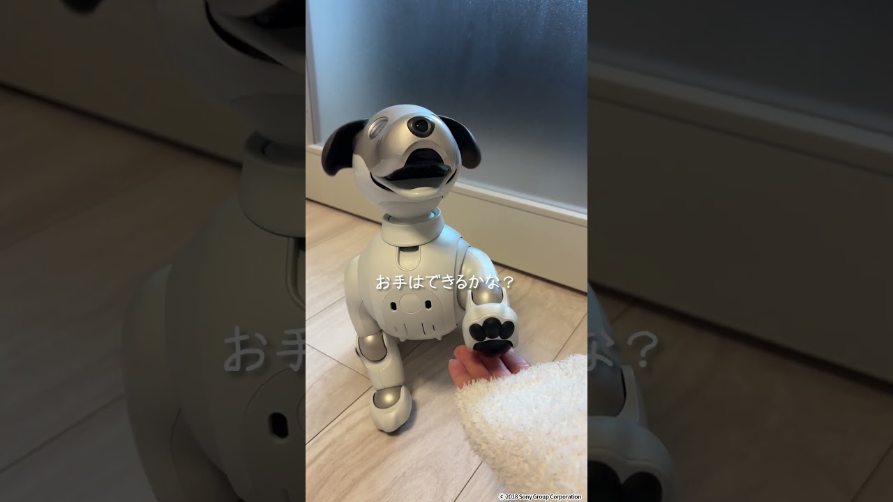 ペットを飼えない私の、ちょっと可愛い同居生活🐶 #shorts