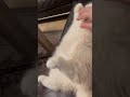 Cute Cat Video-Sevimli Kedi Videosu