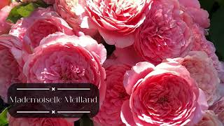 Роза с большим потенциалом Мадмуазель Мейланд/Mademioselle Meilland.Ароматный сорт с крупным цветком