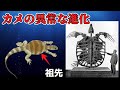 【ゆっくり解説】カメの進化と甲羅