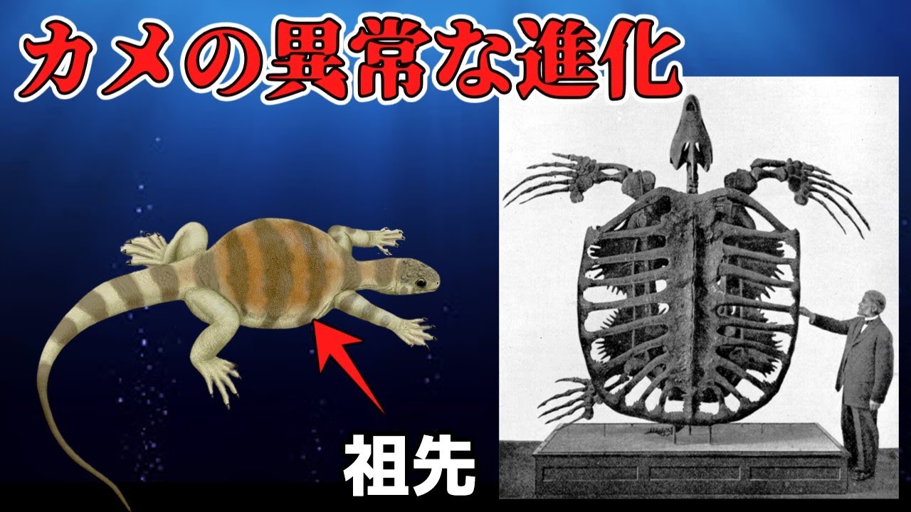 【ゆっくり解説】カメの進化と甲羅