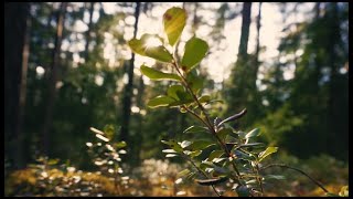 Download Lagu WonderLand Cinematic Alam Music Video | No copyright | bikin Tenang MP3