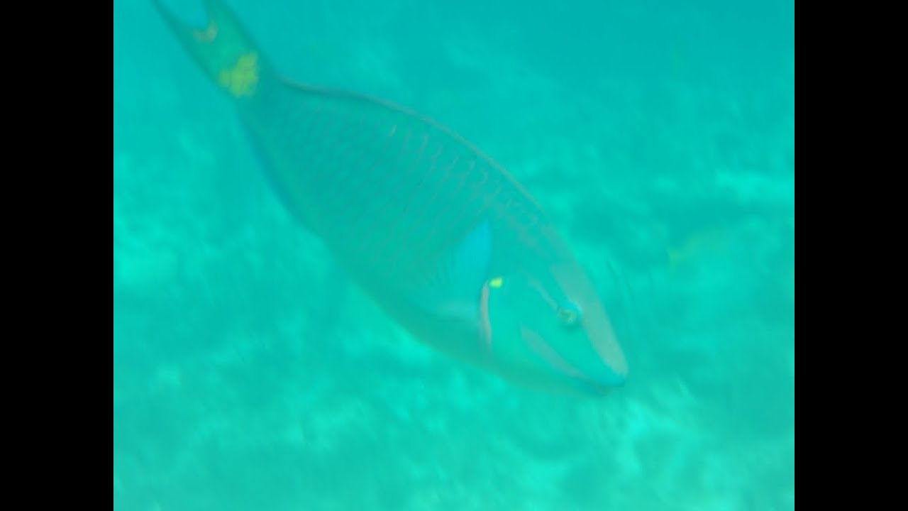 DEC 30, 2024 - Snuba Diving at Key Largo