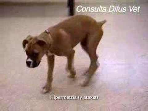 Video: Acerca de la levadura de cerveza para perros