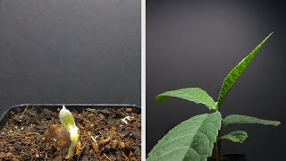 🌱 Growing LOQUAT Tree from Seed - 100 Days Time Lapse!!! 🌱