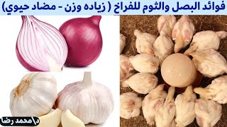 فوائد الثوم والبصل للفراخ ( مضاد حيوي ، وقايه من الامراض ، زياده الاوزان) مع دكتور