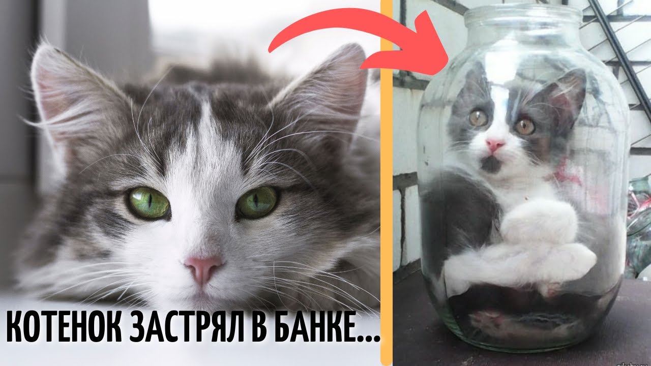 Кот застрял в банке. Котенок застрял в банке.