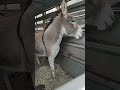 Hauling a couple of donkeys from north carolina neveradullmoment donkeylife donkeys farmlife