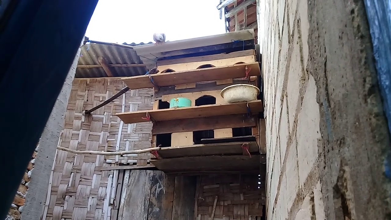 Ternak burung dara 