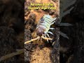 Porcellio Ornatus Chocolate High Yellow #isopodfactory #porcellioornatus #bioactive