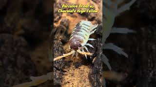 Porcellio Ornatus Chocolate High Yellow #isopodfactory #porcellioornatus #bioactive