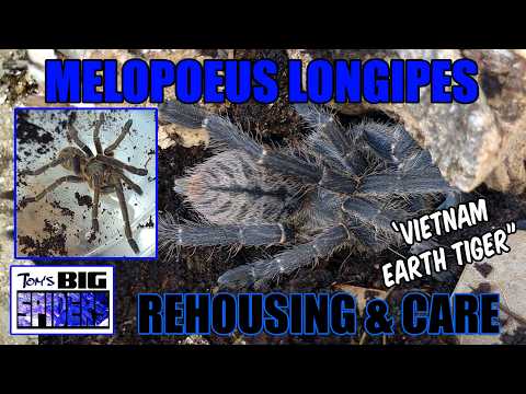 Melopoeus longipes (ex. Cyriopagopus) "Vietnam Earth Tiger" Rehouse & Care