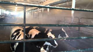 Calf Barn Positive Pressure Tube Ventilation