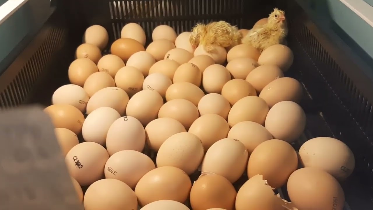 Вывод бройлера, режим инкубации, инкубатор на 400 яиц.