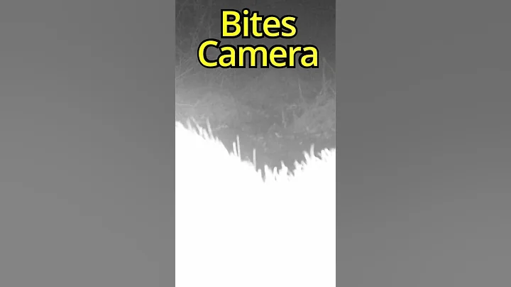 Boar Attacks Camera - E05 #shorts