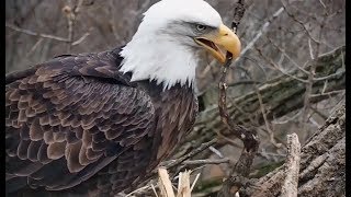 Decorah Eagle Cam ~ Mom's Great Nest Building Skills ~ UME-2 Brings In A Stick 11.6.18