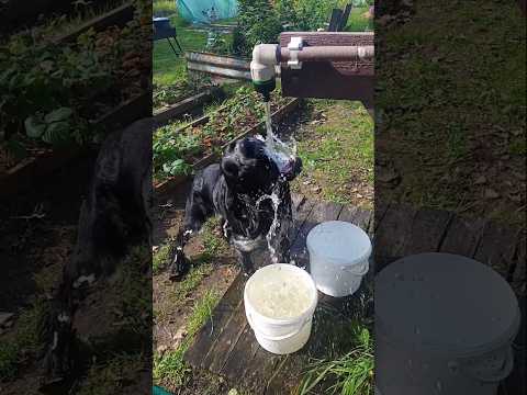 ШОК! Собака взломала систему водоснабжения в садоводстве — смотрите до конца! #собака #animals