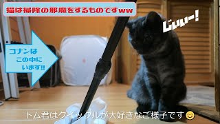 【猫は掃除の邪魔をするものですww】#猫動画「トムとコナンの成長日記」スコティッシュフォールド兄弟猫!お迎えから91日目
