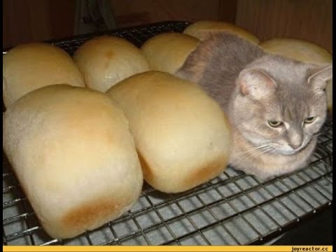 vlogs in spanish CATS COWS COCONUTS AND THROWING ROLLS! | BRIAN BARCZYK