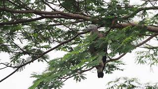 Loud Calls Of Grey-headed Fish Eagle | OM System 150-400mm F4.5 PRO