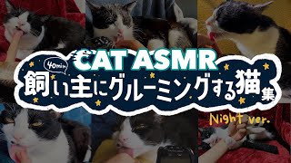 ASMR飼い主の手を愛おしそうにグルーミングする猫集【安眠用BGM】