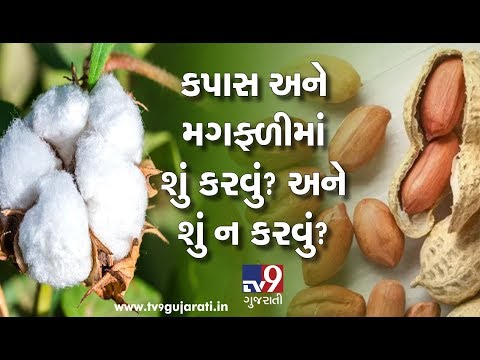 Do's and Don'ts for cotton and groundnuts farming | Tv9Dhartiputra