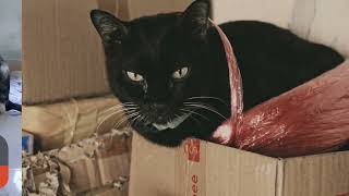 Stealth Mode Sneaky Cat Moments Caught On Camera