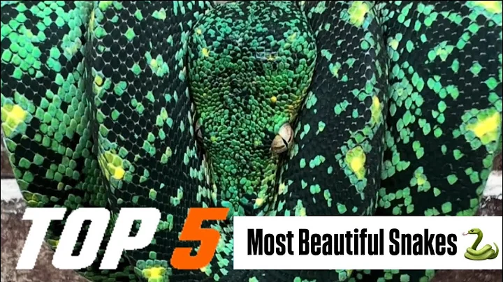 Top 5 Most Beautiful Snakes!!!