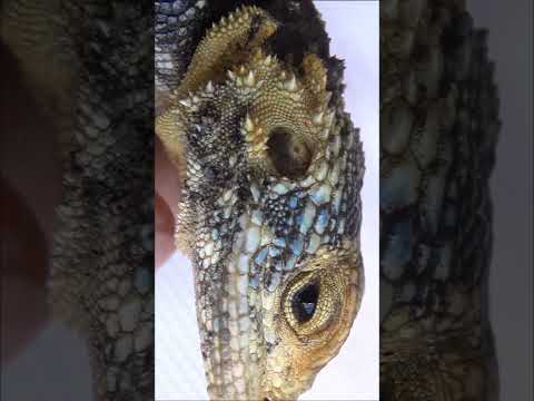 Yakaladığım en güzel Dikenli Keler