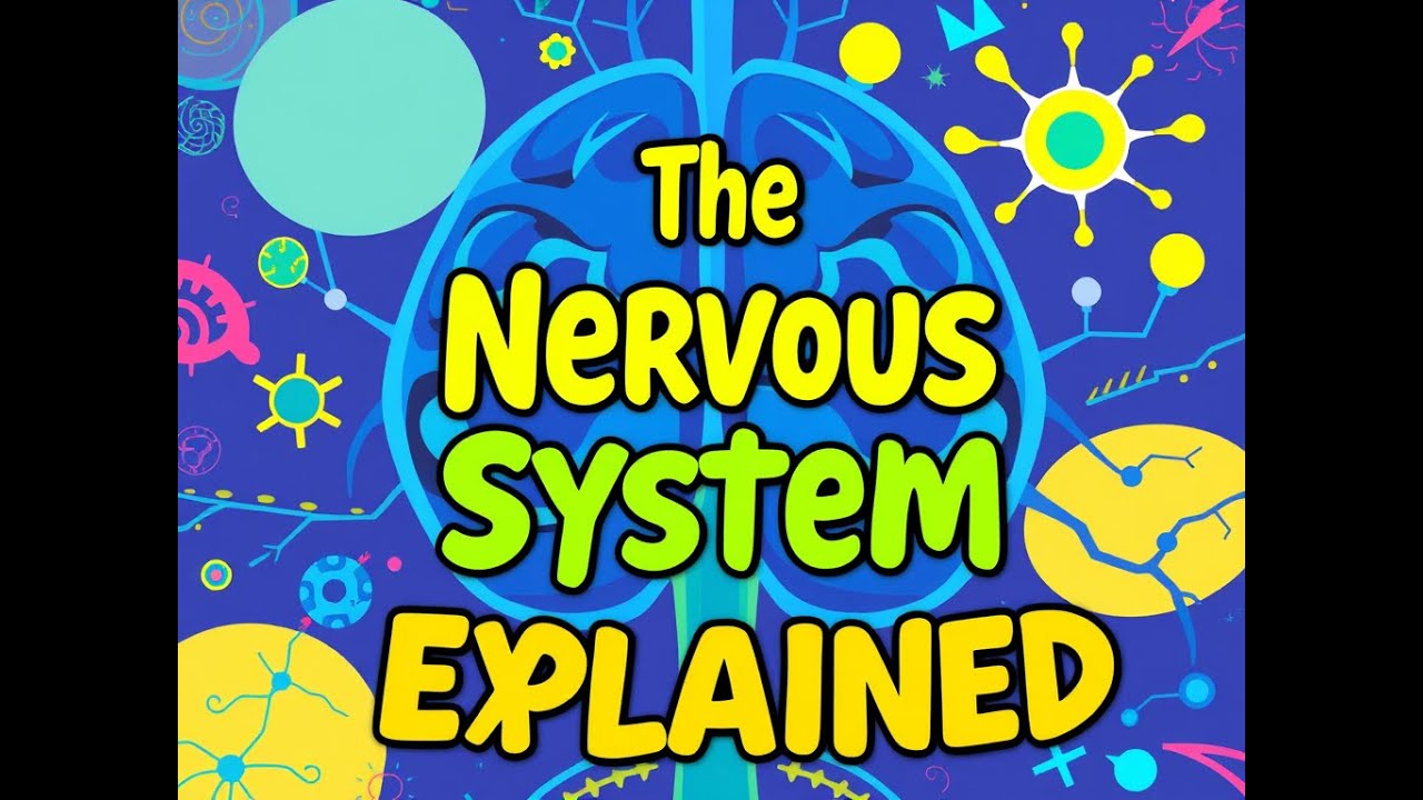 شرح وتدريبات الجهاز العصبي - 2