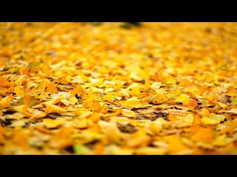 가을 우체국 앞에서(유정/ 김대명.윤도현)/슬기로운 의사생활 OST/ 가사