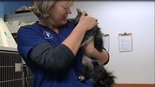Okanogan Valley Vet Clinic with Dr. Susan Baillie