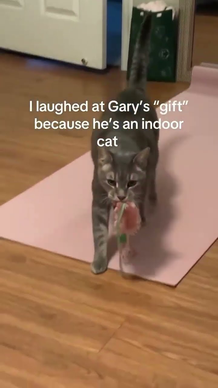 Indoor prvnci leaving gift gift for hooman