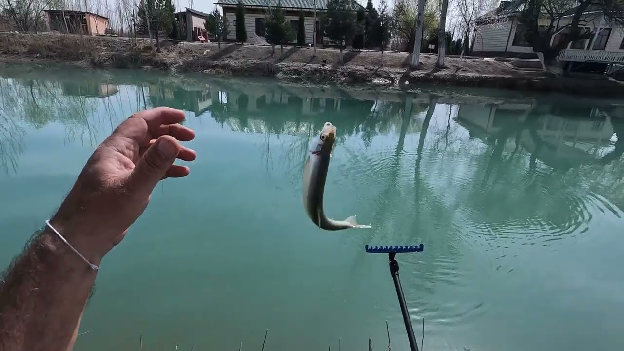 Балик ови. Янги ёввойи жойлардаги балик ови. Фдерная рыбалка в Узбекистане.