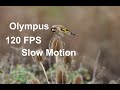 WILDLIFE PHOTOGRAPHY  | Olympus OM-D E-M1 Mark III for video? | Farlington Marshes (2020)