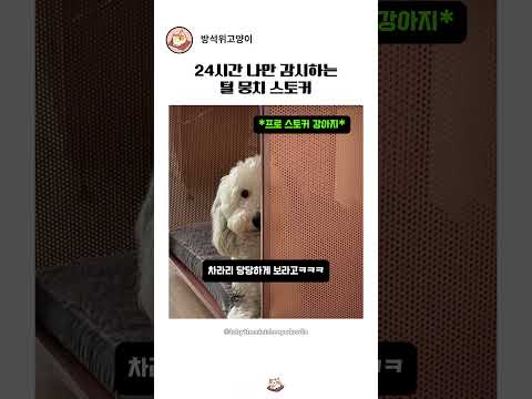 24시간 나만 감시하는 털 뭉치 스토커(귀여워ㅠㅠ)ㅠ thumbnail