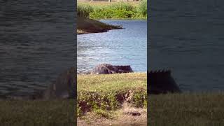 Spring Has Sprung #spring #wildlife #wildanimals #lookdonttouch #alligator #respectanimals #gators