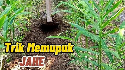 TRIK PEMUPUKAN JAHE DIMUSIM HUJAN