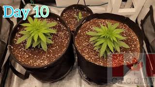 The Joe Pro's Grow Show ( the beginning of week 1 of veg stage)