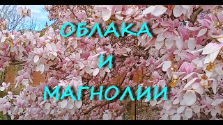 Закарпатье, Берегово, банош, облака и магнолии.