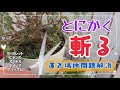 場所がないから とにかく斬る！ 切り戻し動画 小スペース　夏越し　分枝　理由はいろいろ
