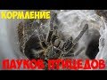 Кормление пауков-птицеедов. Крупный план