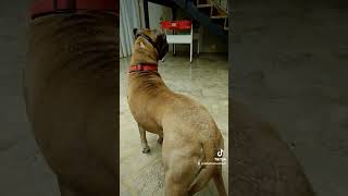 Cómo empezar a hacer adaptación de #perros para la #convivencia con un #gato. by Adiestrados - Adiestramiento Canino 97 views 1 month ago 1 minute, 51 seconds