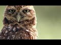 Burrowing Owl Behavior and Adaptations