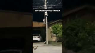 Cuidado Con Los Perros Del Sur